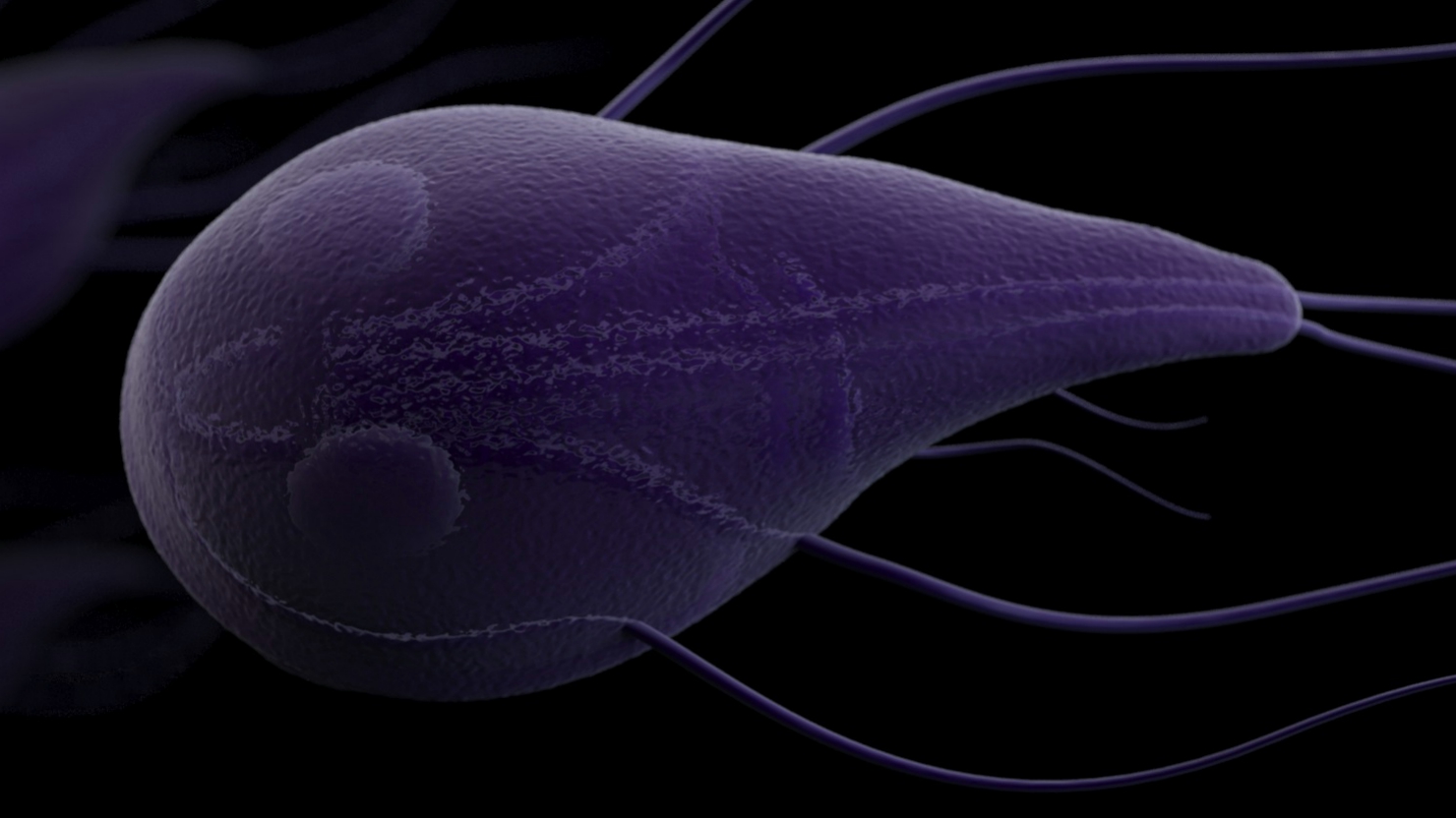3D artist rendering of a Giardia parasite