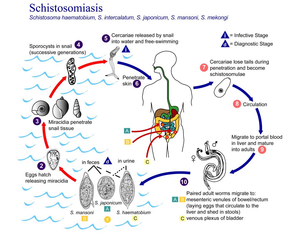 Pretty Parasites With Dr. Pritt, part 4: Love bugs - Mayo Clinic News ...