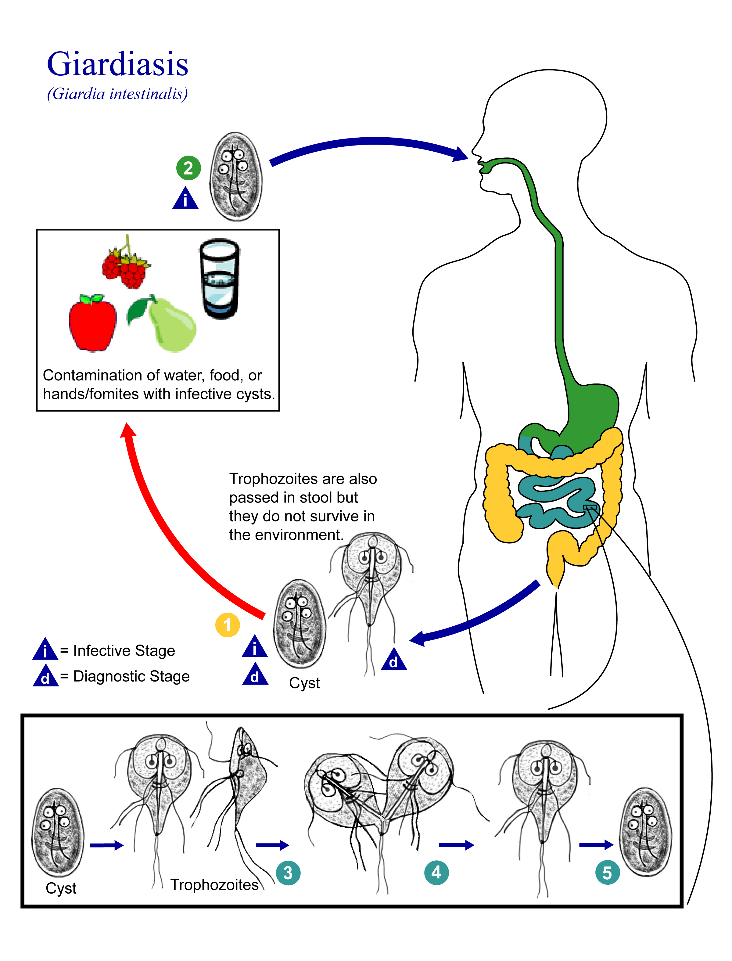 Graphic illustration depicting the Giardiasis cycle in humans