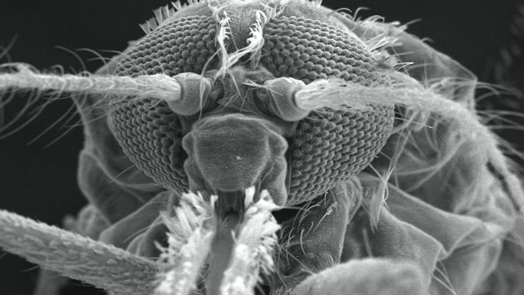 The head of an Anopheles gambiae mosquito, under a magnification of 114X, courtesy of the Centers for Disease Control and Prevention.