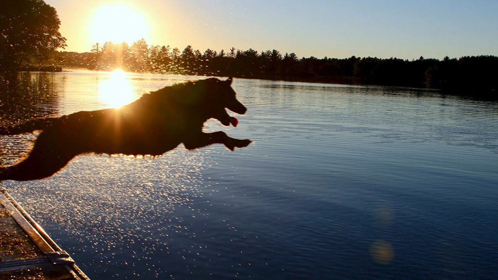 In the Loop therapy dog Piper, jumping into a lake