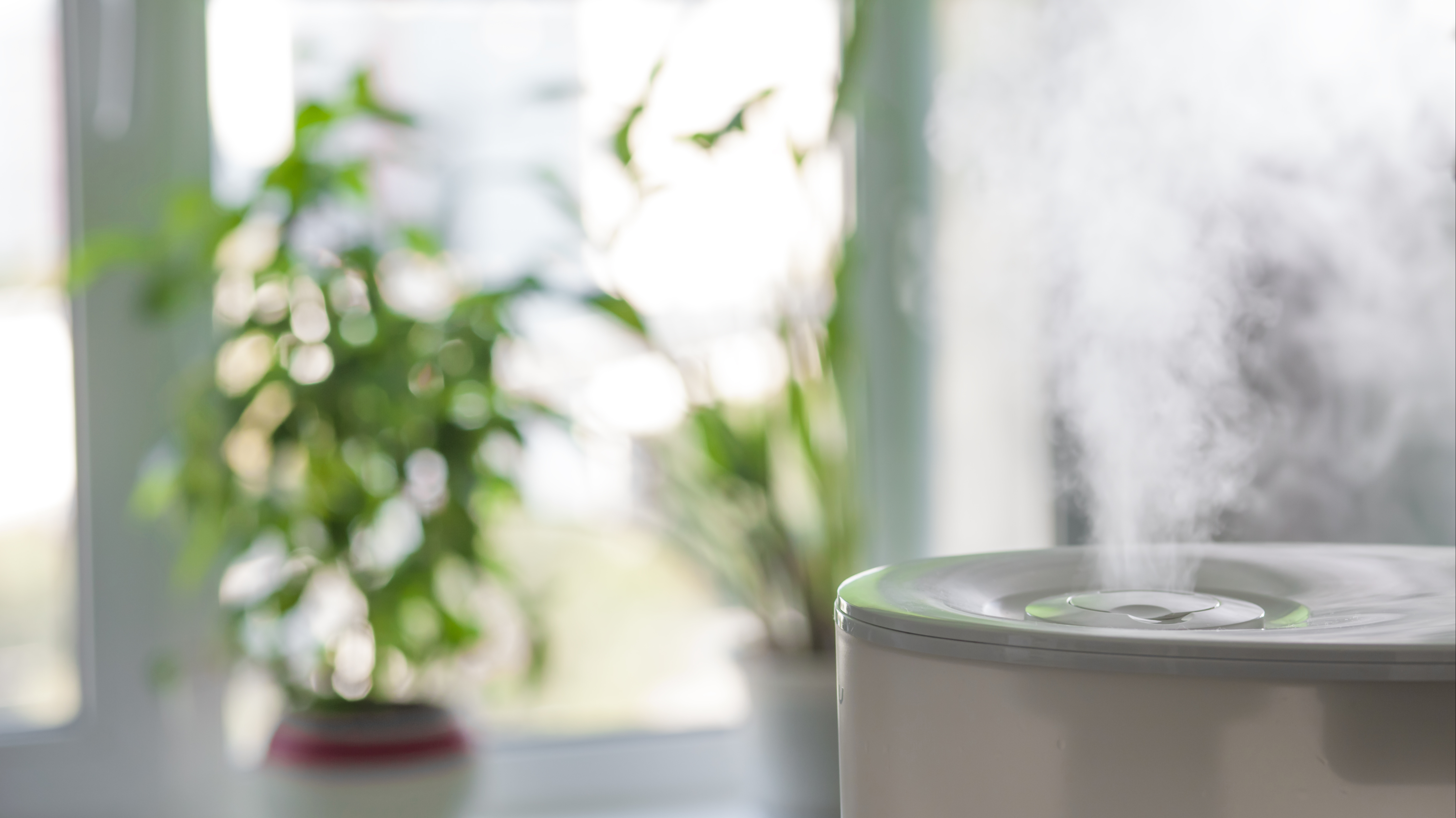 vapor from a humidifier in a bright living room with a window and plants in the background