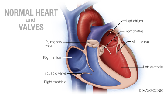 a medical illustration of a normal heart and valves