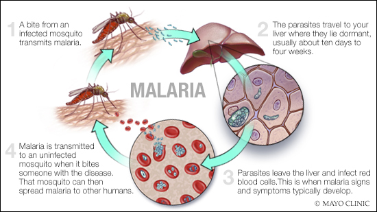 a medical illustration of the infection cycle of malaria