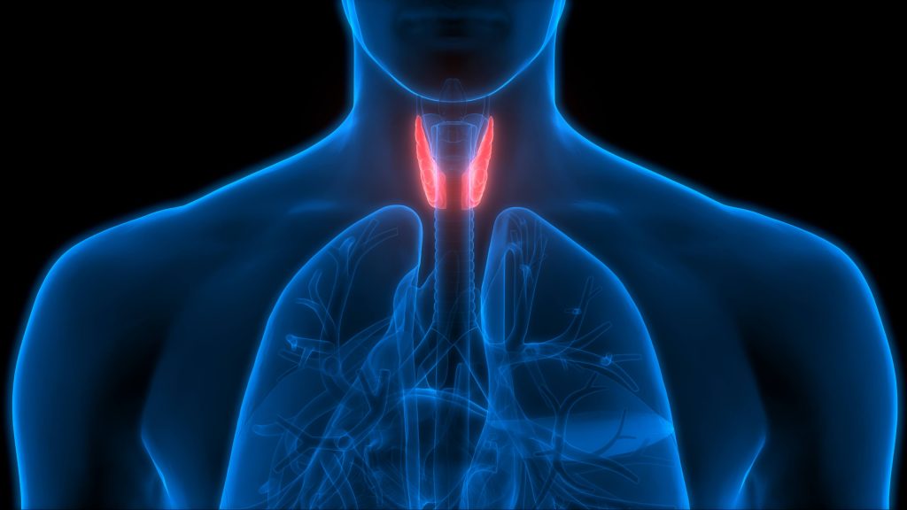 Imagen tridimensional donde se resalta la glándula tiroides