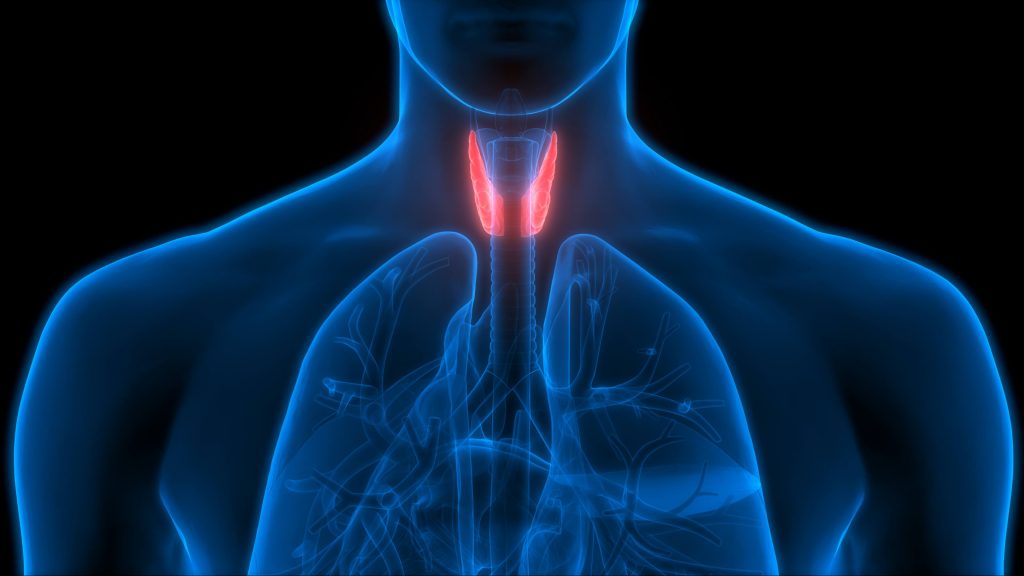 3D anatomy image with the thyroid gland highlighted