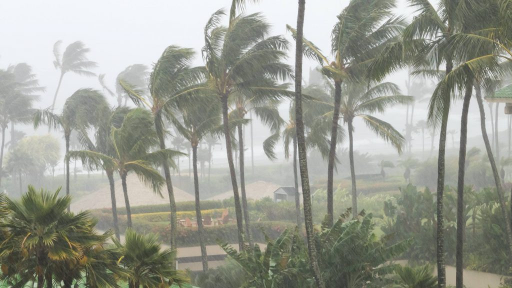 a group of palm trees swaying in the wind and rain, perhaps a tropical storm or hurricane