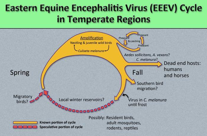 the methods by which the arbovirus Eastern equine encephalitis virus (EEEV) reproduces and amplifies itself in avian population. Courtesy: CDC