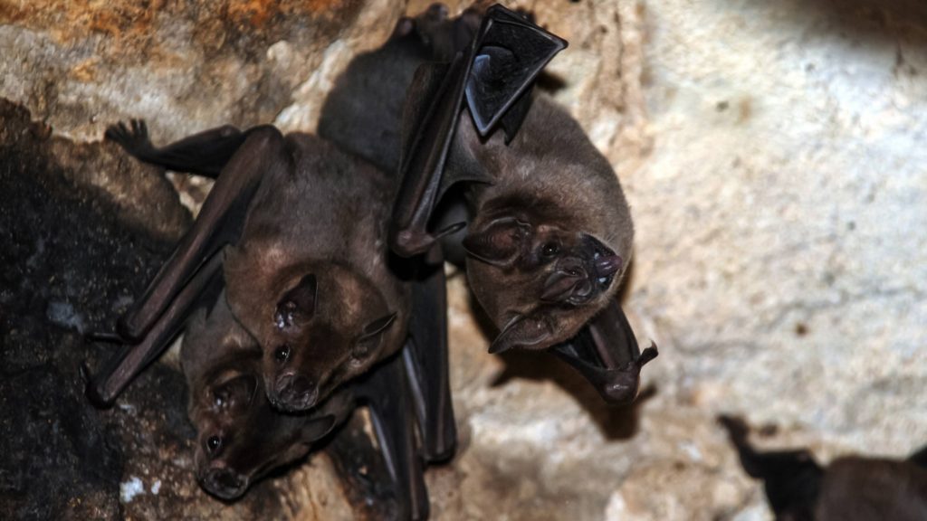 a group or a colony of bats hanging in a cave