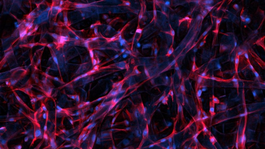 Imagen microscópica de células madre en material bioabsorbible