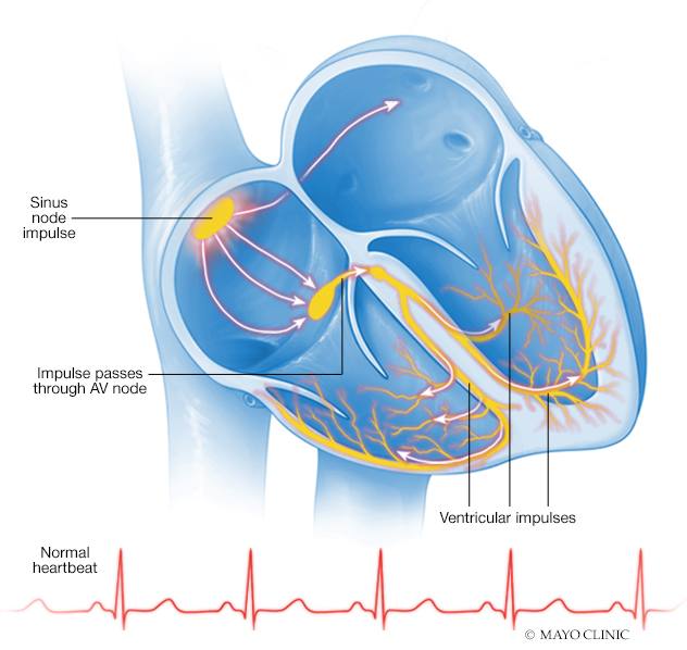 a medical illustration of a heart and demonstration of a normal heartbeat