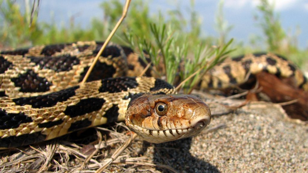 an adult rattlesnake or foxsnake on a road surrounded by grass and brush