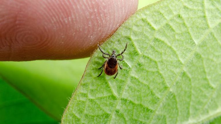 Mayo Clinic Q and A: The risks of ticks: Staying safe in the great ...