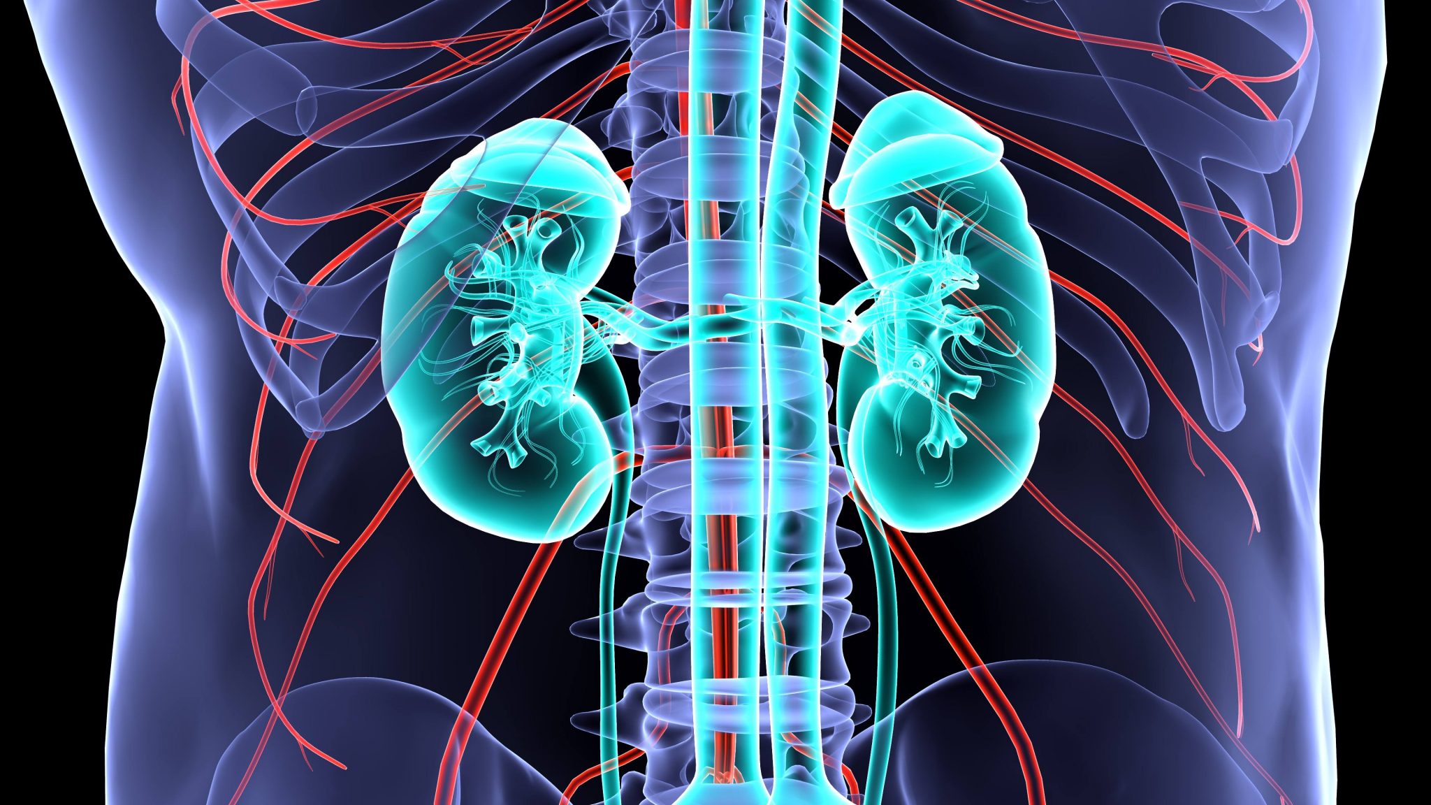 What's the difference between kidney cysts and polycystic kidney ...