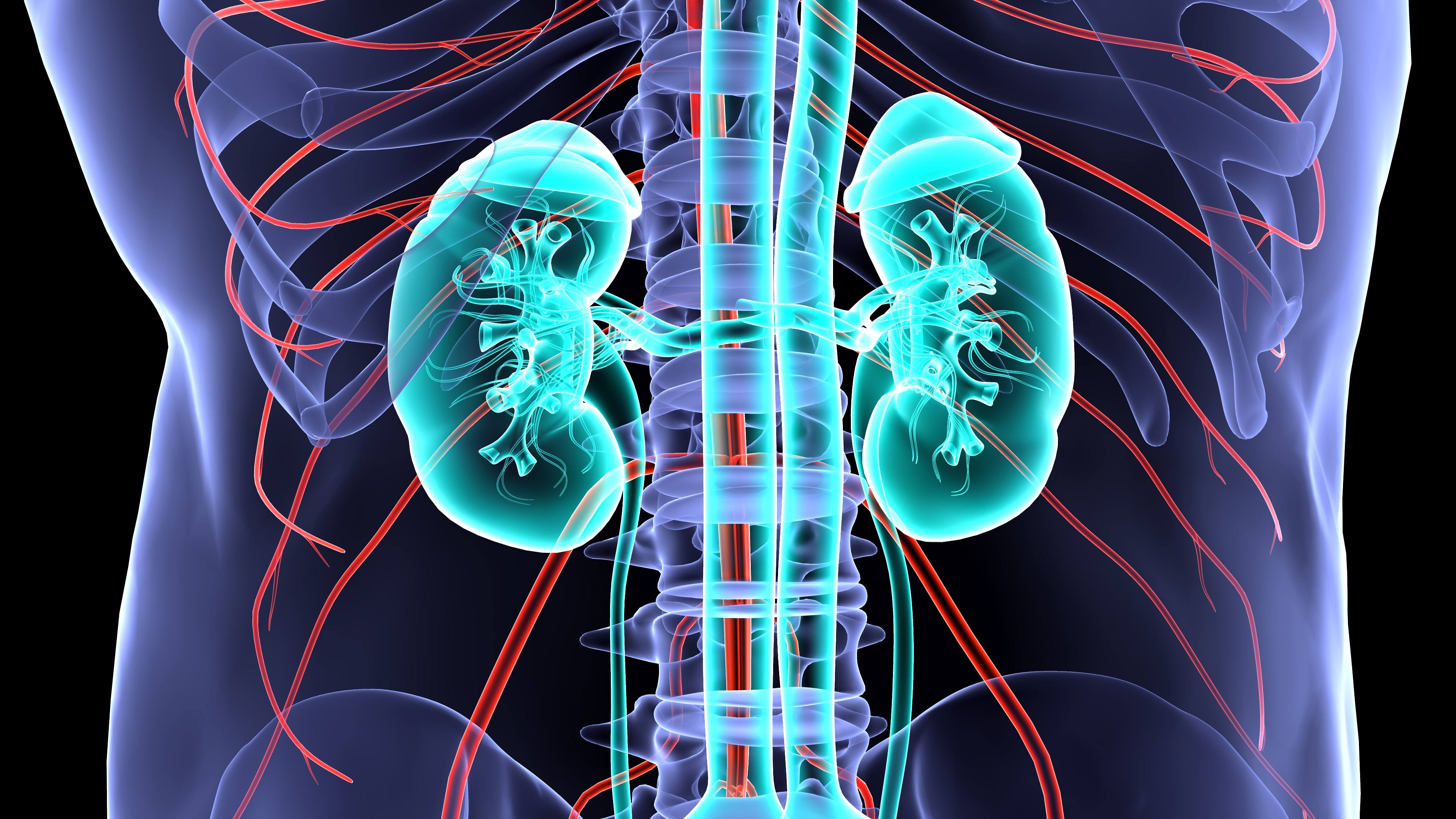 kidney anatomy.3d illustration