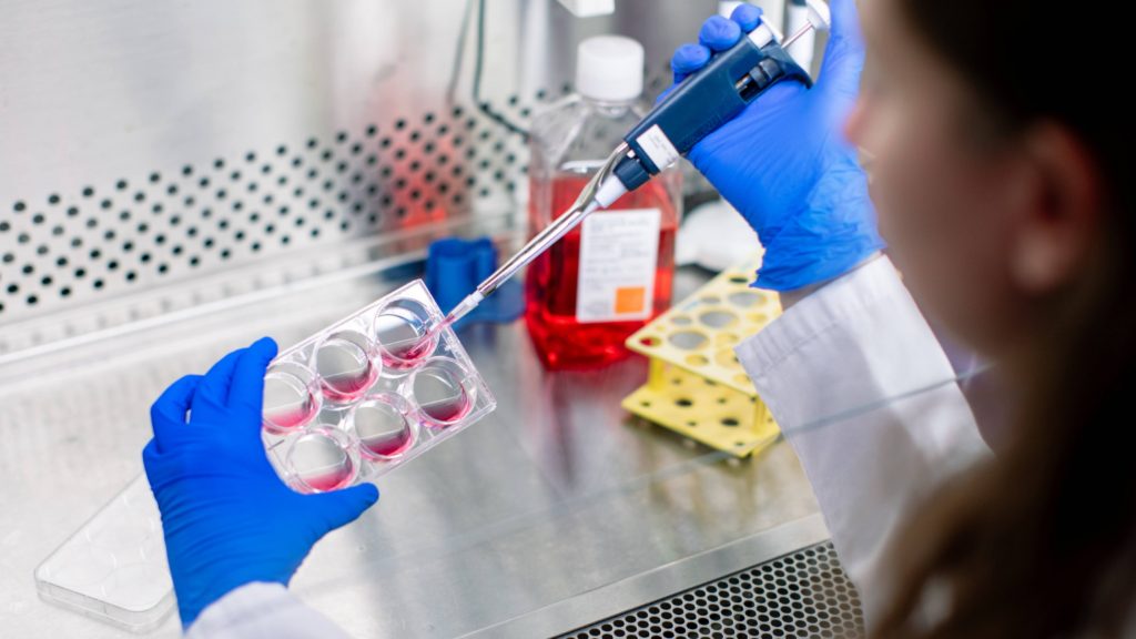close up medical researcher's hands wearing blue gloves working with specimens in laboratory - Van Cleve Cardiac Regenerative Medicine Program