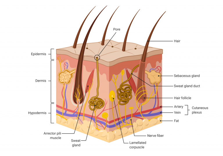 Science Saturday: Laser therapy for skin regeneration - Mayo Clinic ...