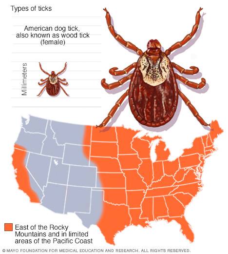 do ticks travel in groups