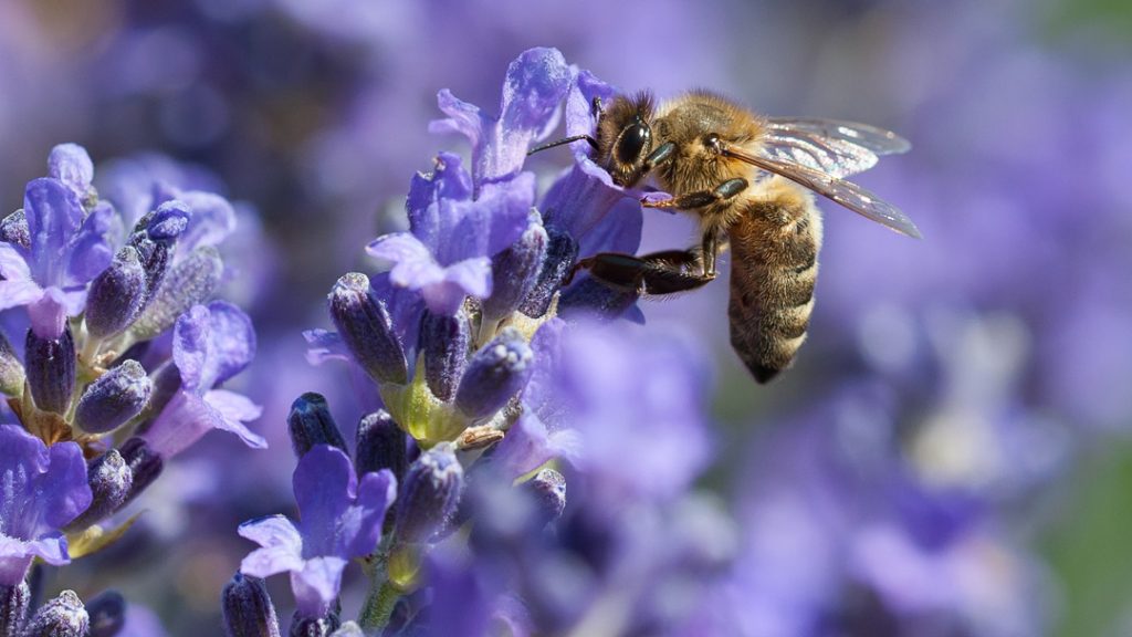 closeup of a bee getting nectar from a purple flower