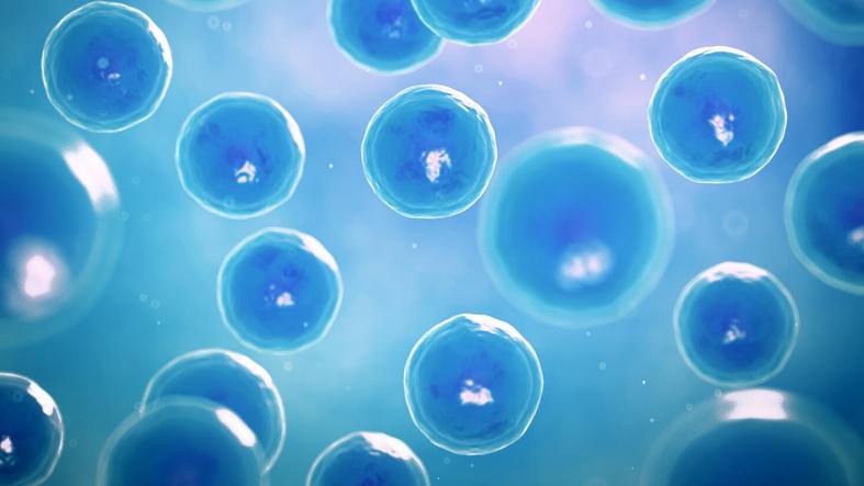 medical illustration of human stem cells