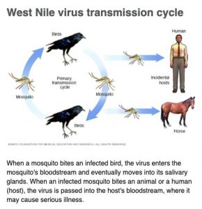 What Is West Nile Virus Italys Deadly Outbreaksymptoms Prevention You Must Know - 0rlvlnn