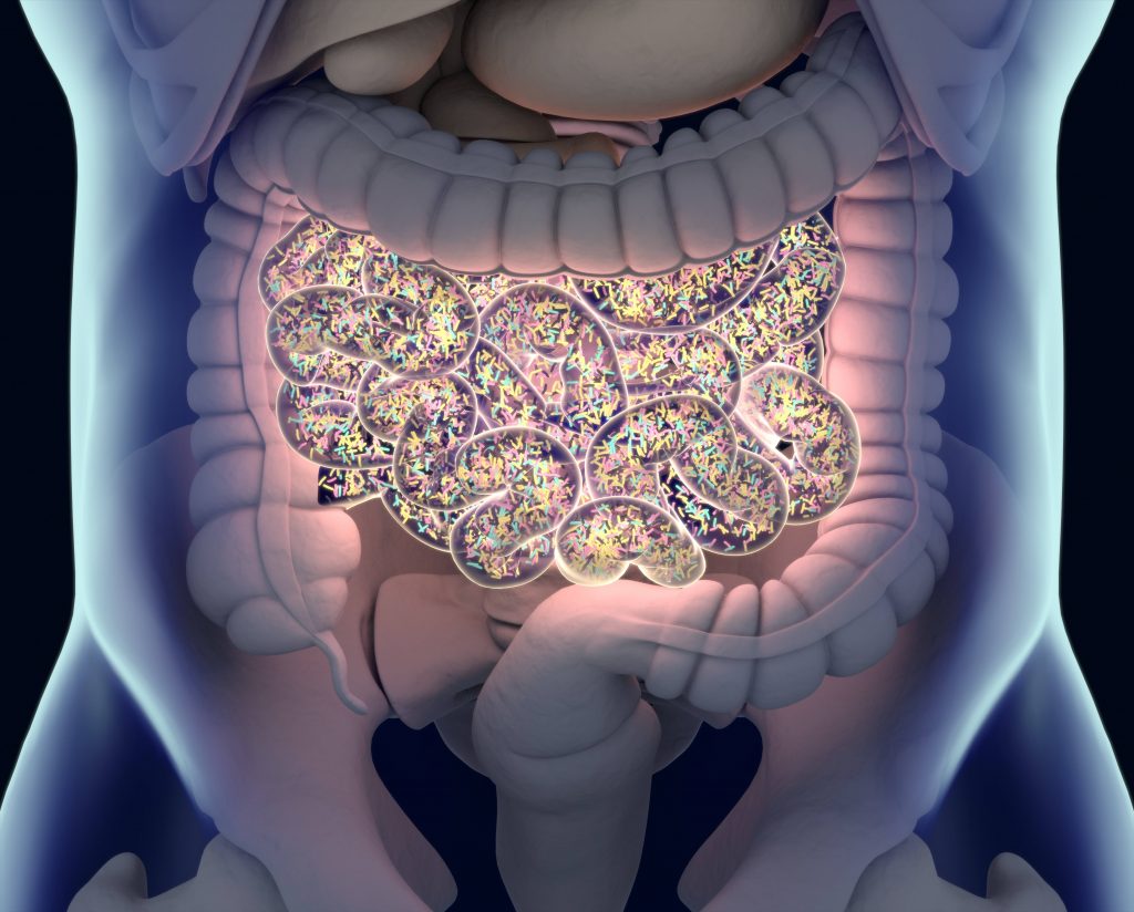 illustration of the gut microbiome