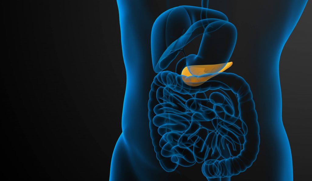 a medical illustration of a human torso, with the pancreas highlighted