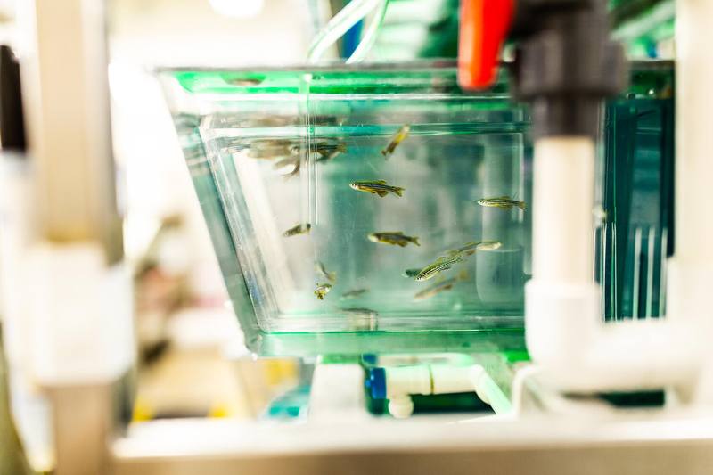 a tank of zebrafish in a research lab