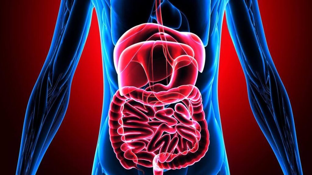 illustration human body digestive system