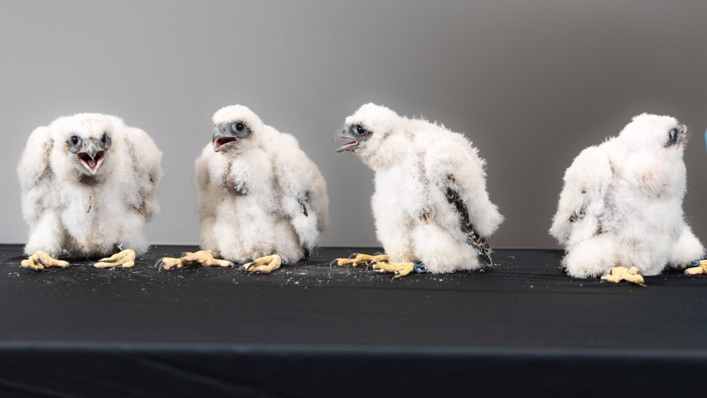 Four falcon chicks