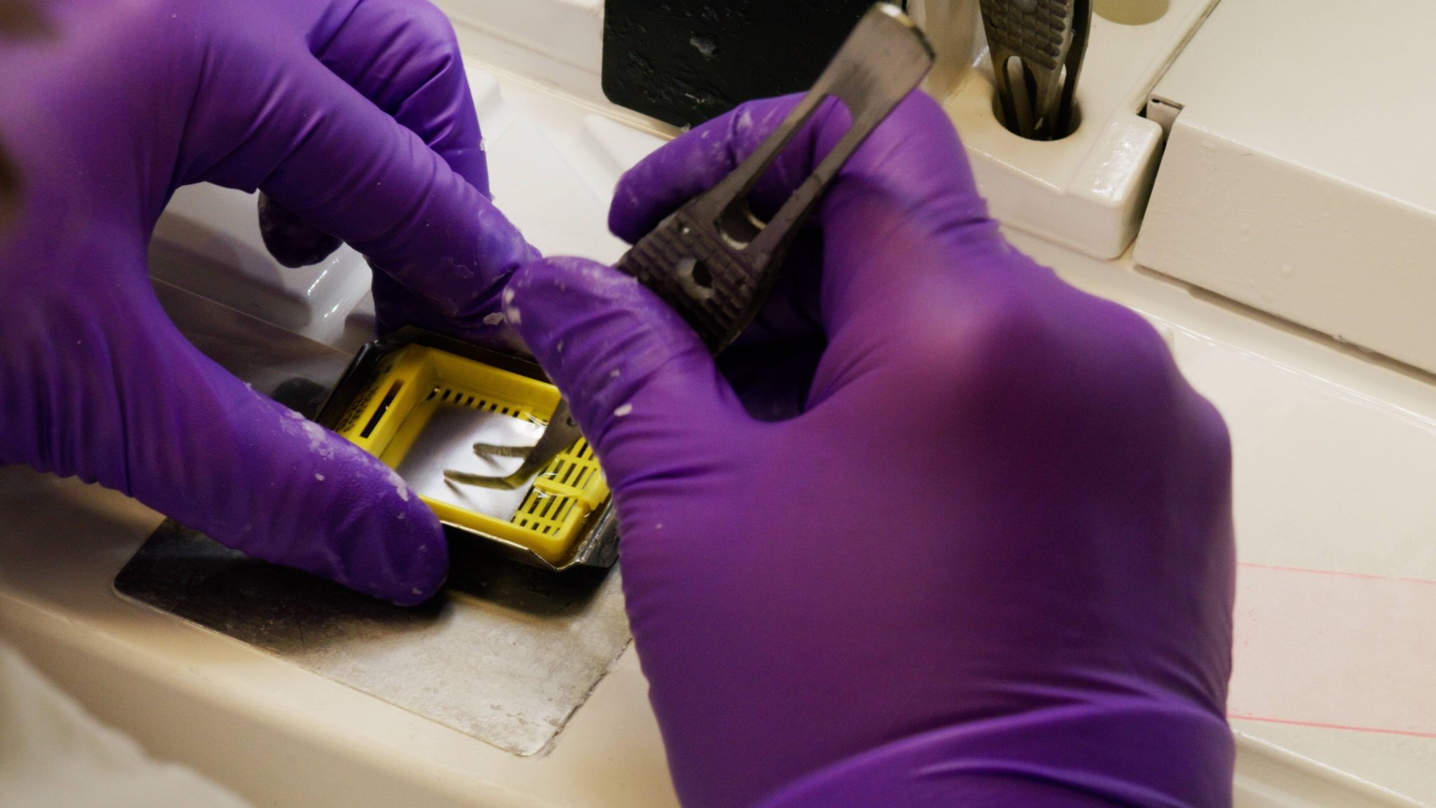 Science Saturday Using metal detectors to ward off wayward specimens