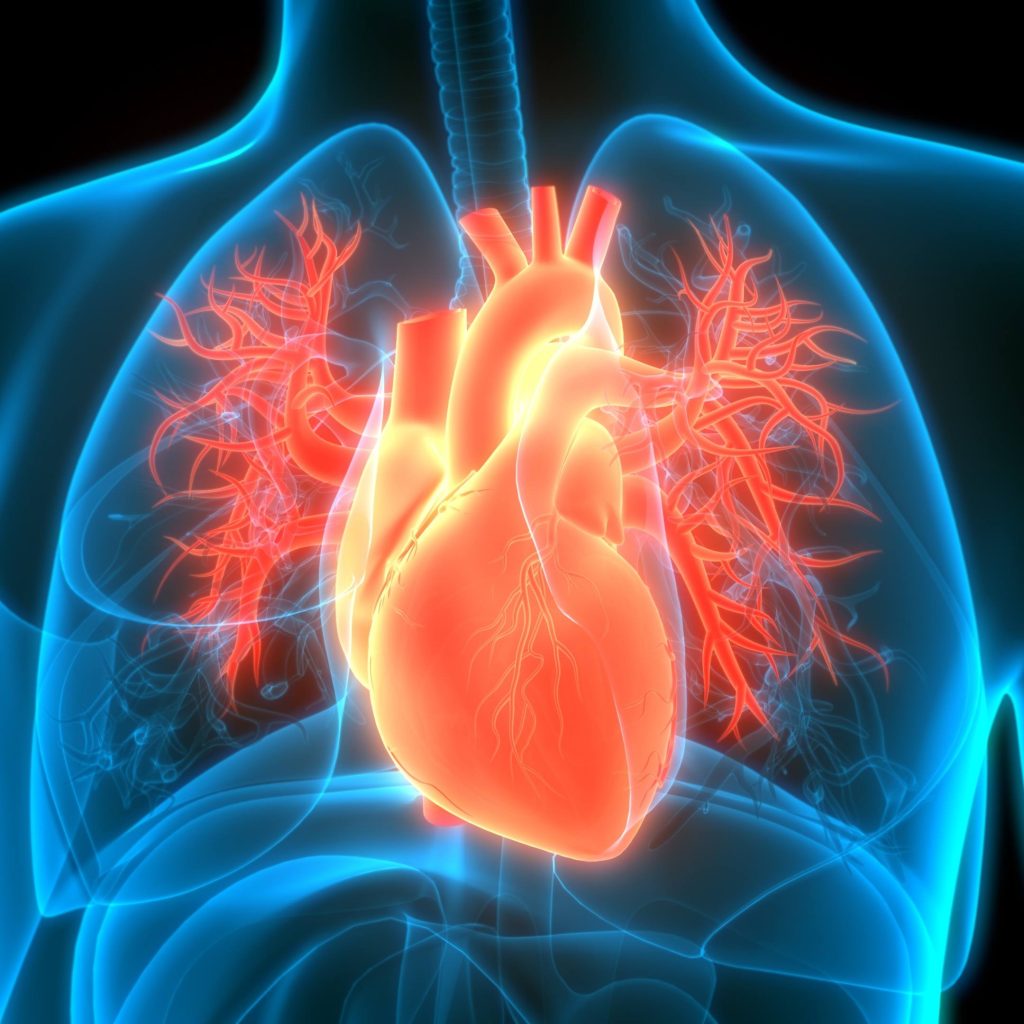 a graphic of the human chest in blue, orange and red, illustrating heart disease