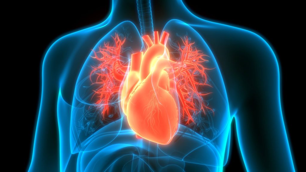 a graphic of the human chest in blue, orange and red, illustrating heart disease