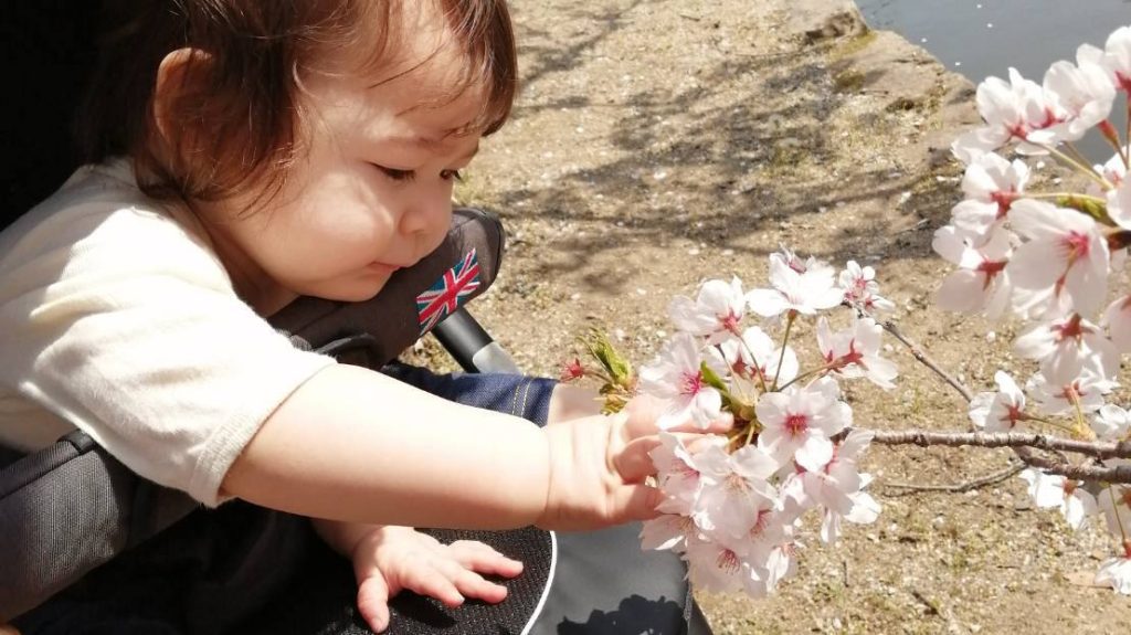 Young Asian girl in stroller reaching out and touching the flowering buds on a tree.