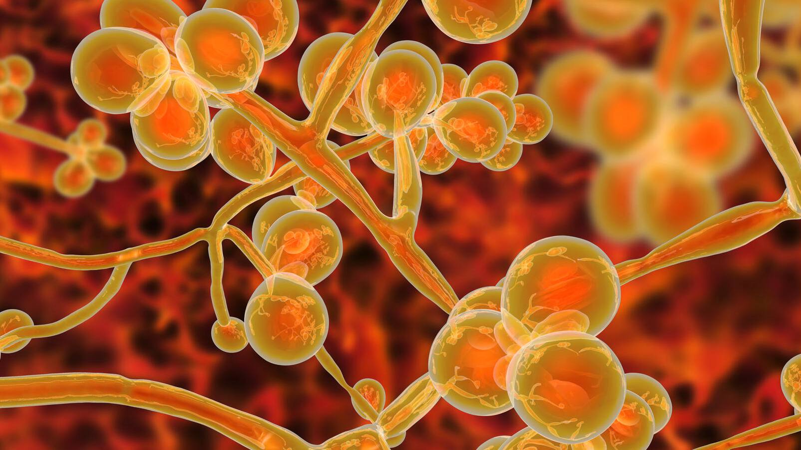 Candida auris: This fungus is a health care concern - Mayo Clinic News ...