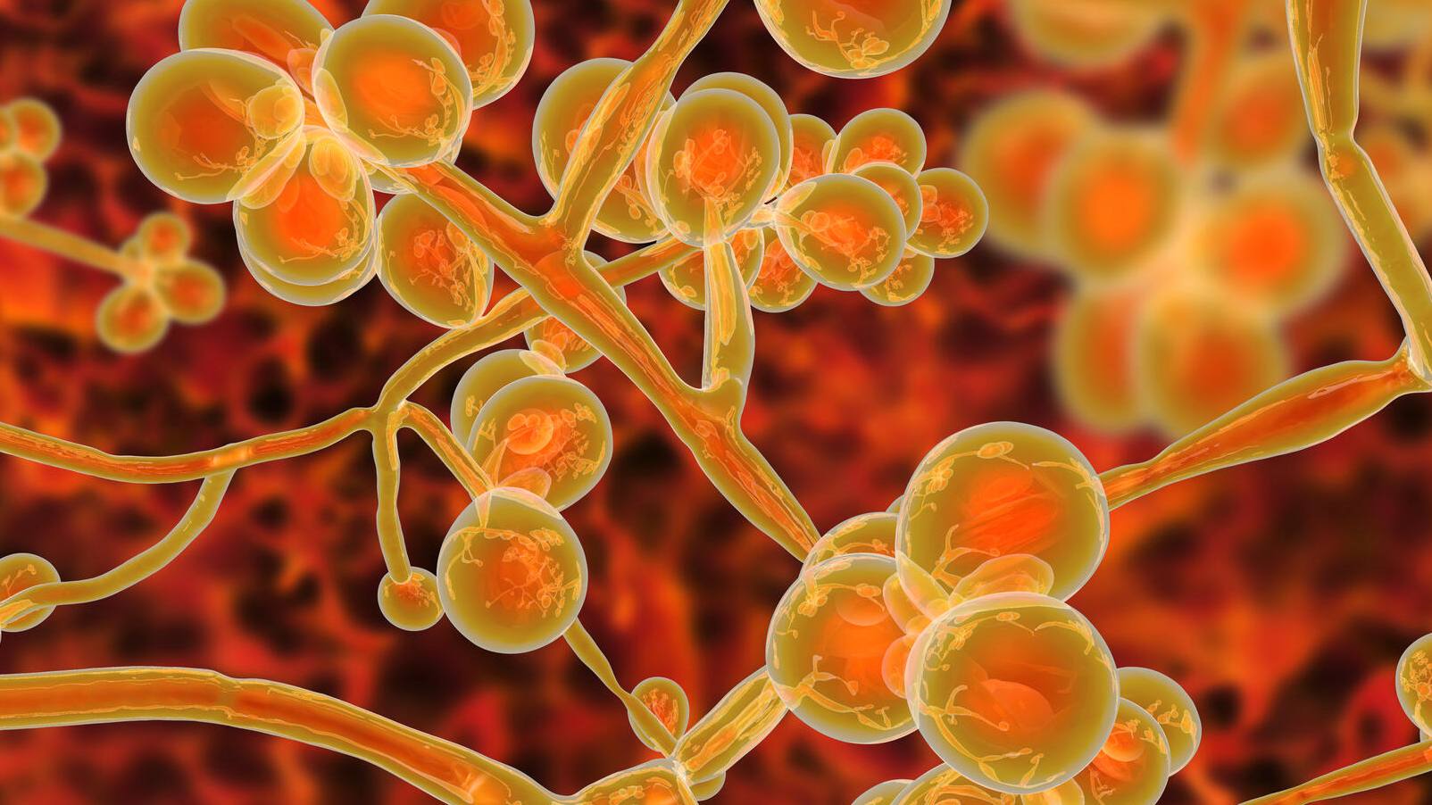 Candida Auris This Fungus Is A Health Care Concern Mayo Clinic News 