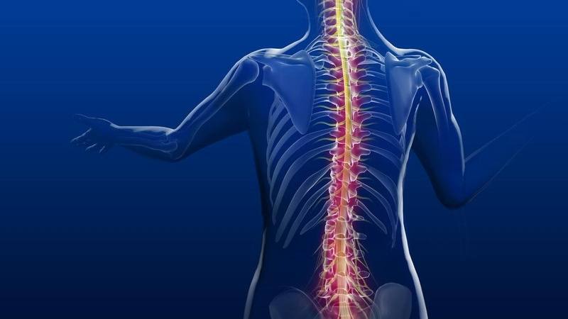 a medical illustration of the spine