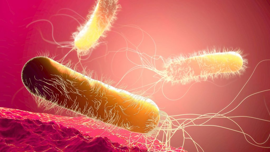 a 3D illustration of antibiotic resistant Pseudomonas aeruginosa bacteria