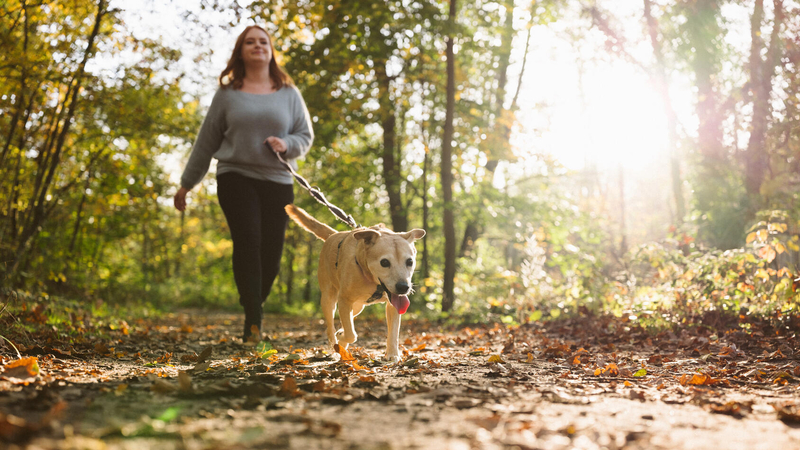 A woman walks her dog through the woods on a sunny, fall day.