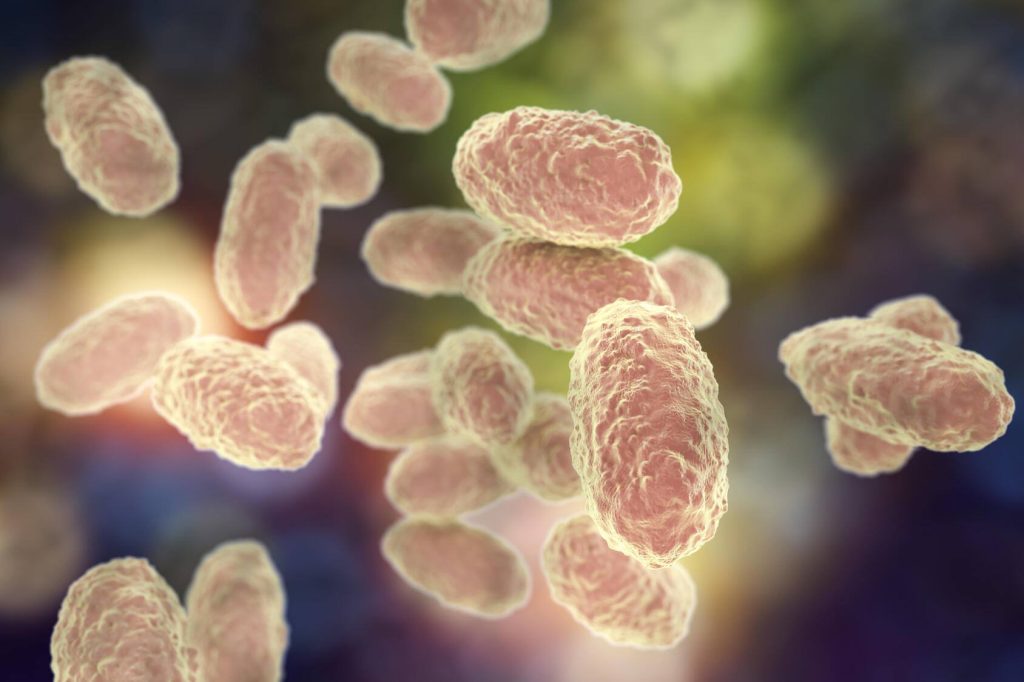 (3D) illustration of the bacteria Bordetella pertussis, which causes whooping cough infection.