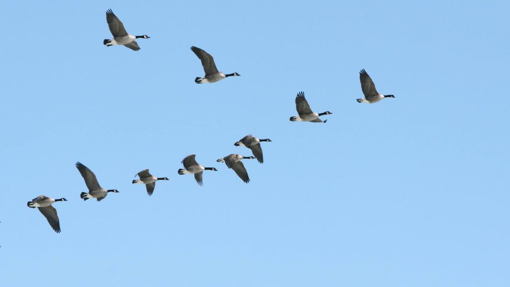 Canada geese flying in formation, blue sky