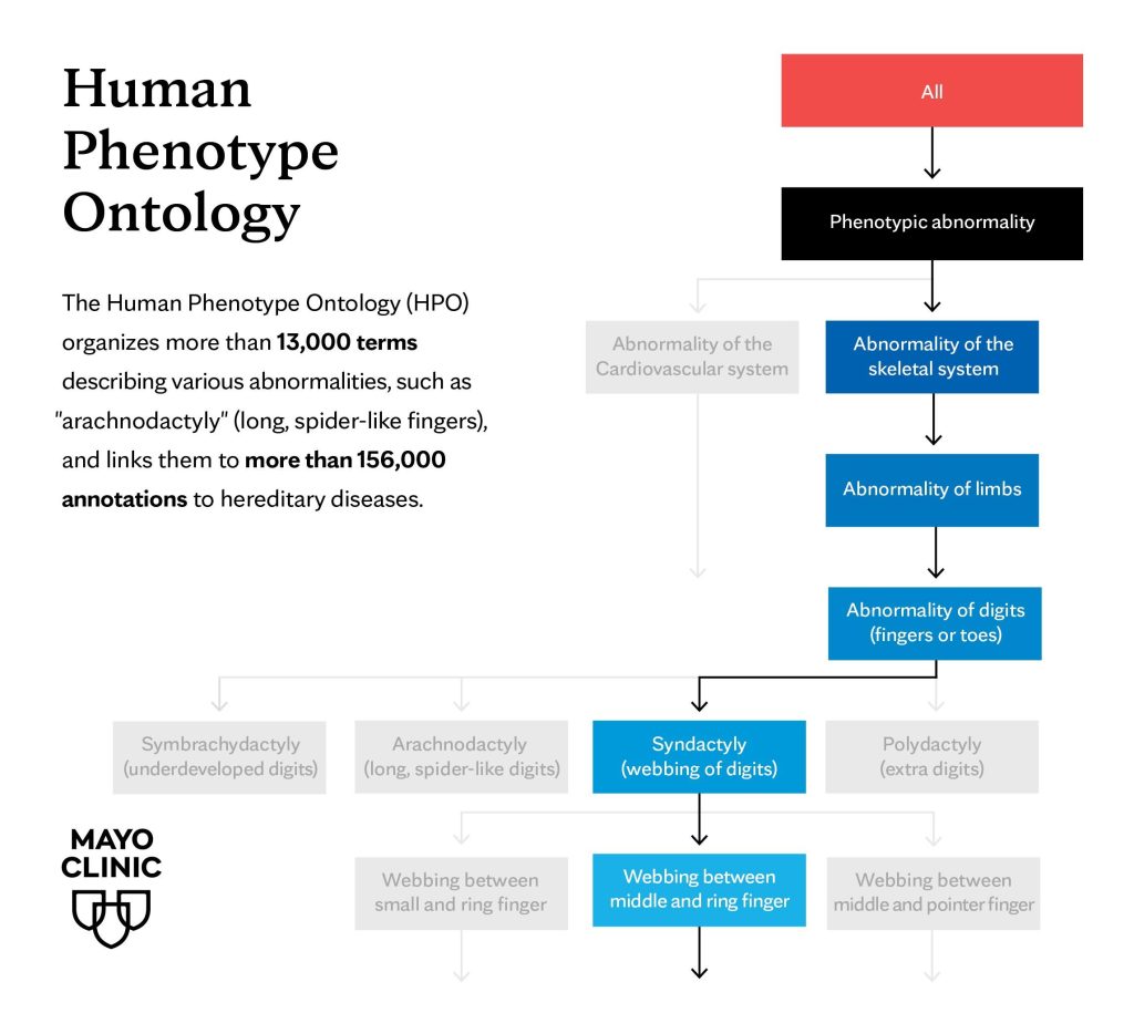 Human Phenotype Ontology infographic