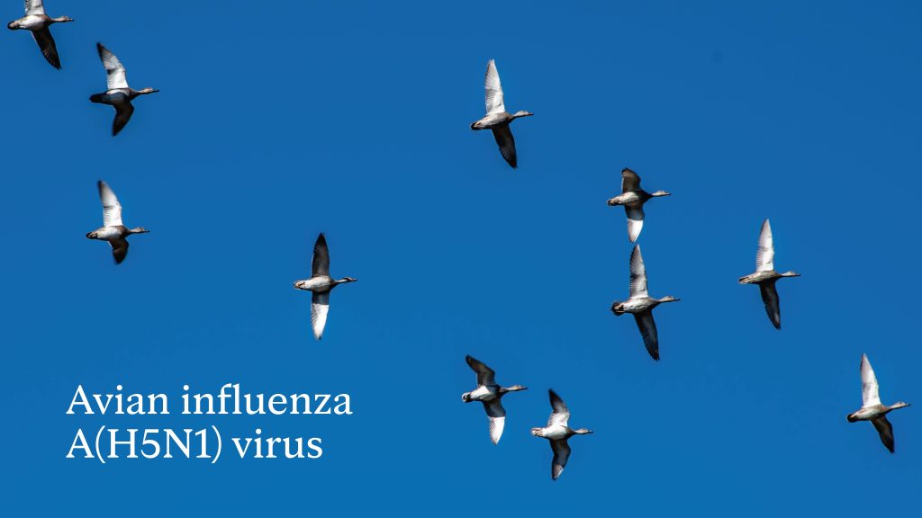 Graphic blue background white letters birds flying, Avian influenza, bird flu