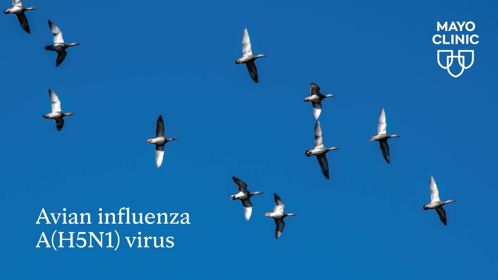 Graphic blue background white letters birds flying, Avian influenza, Mayo Clinic identifier