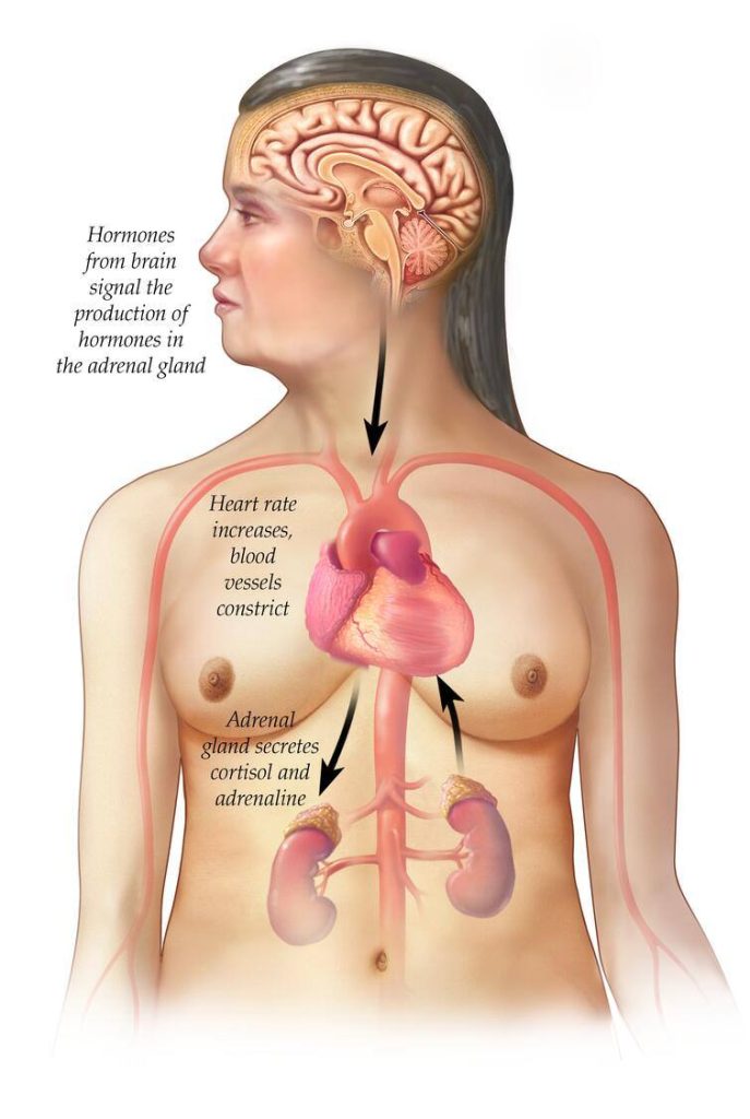 Medical illustration: Hormones from the brain signal production of hormones in the adrenal gland. HOw the body reacts to stress