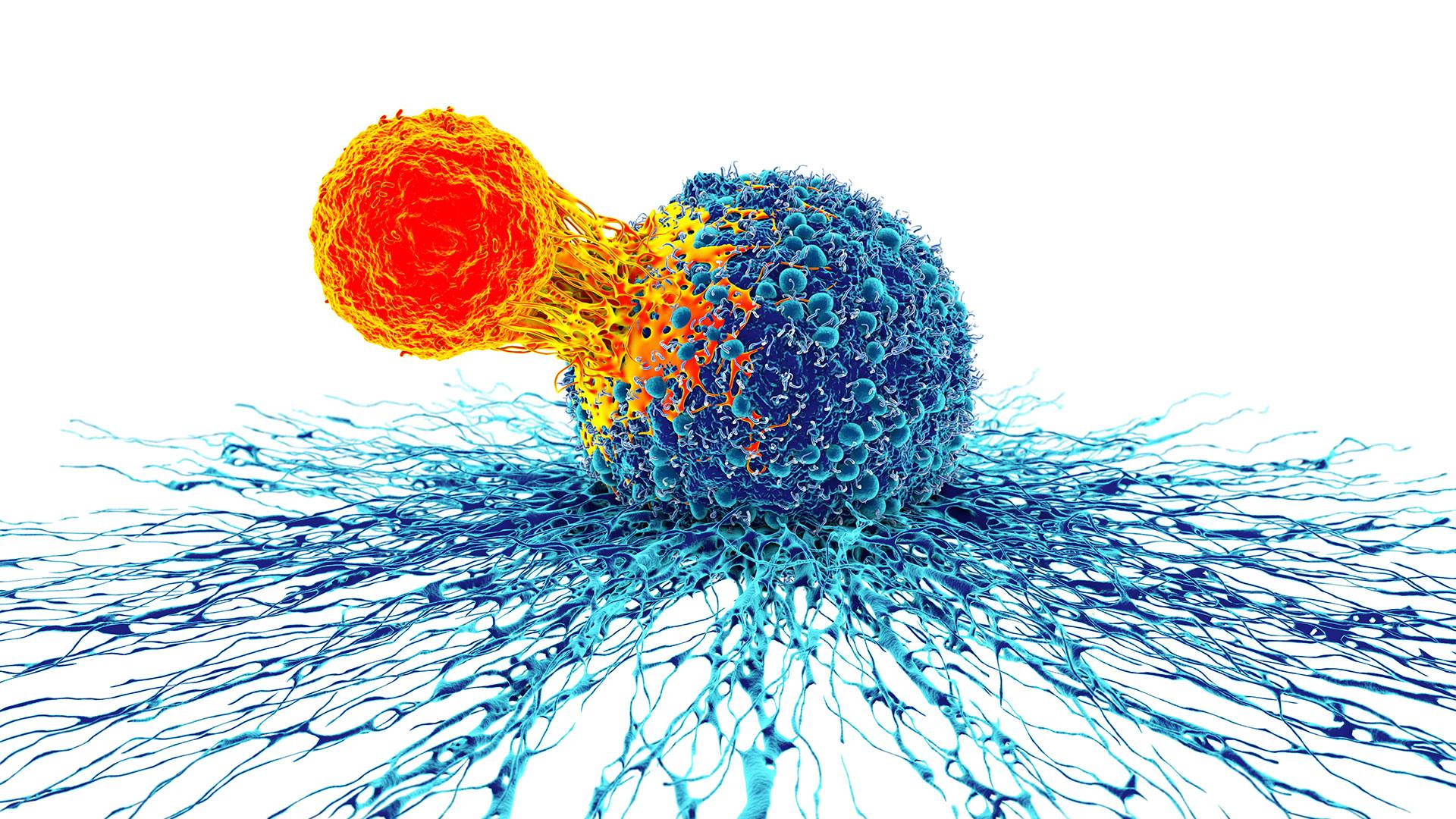 Cancer cell and T cell, illustration. Getty Images