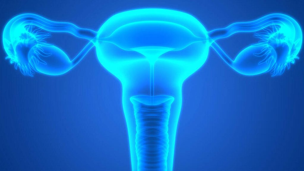 Illustration of female reproductive system. Credit: Shutterstock