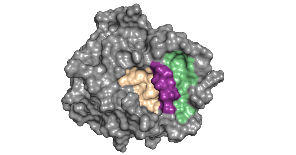 A computational rendering of mesotrypsin shows the enzyme's active site (yellow) and the nearby cryptic pocket (green). The pocket is exposed temporarily when the purple region moves, stabilizing the enzyme in an inactive state.