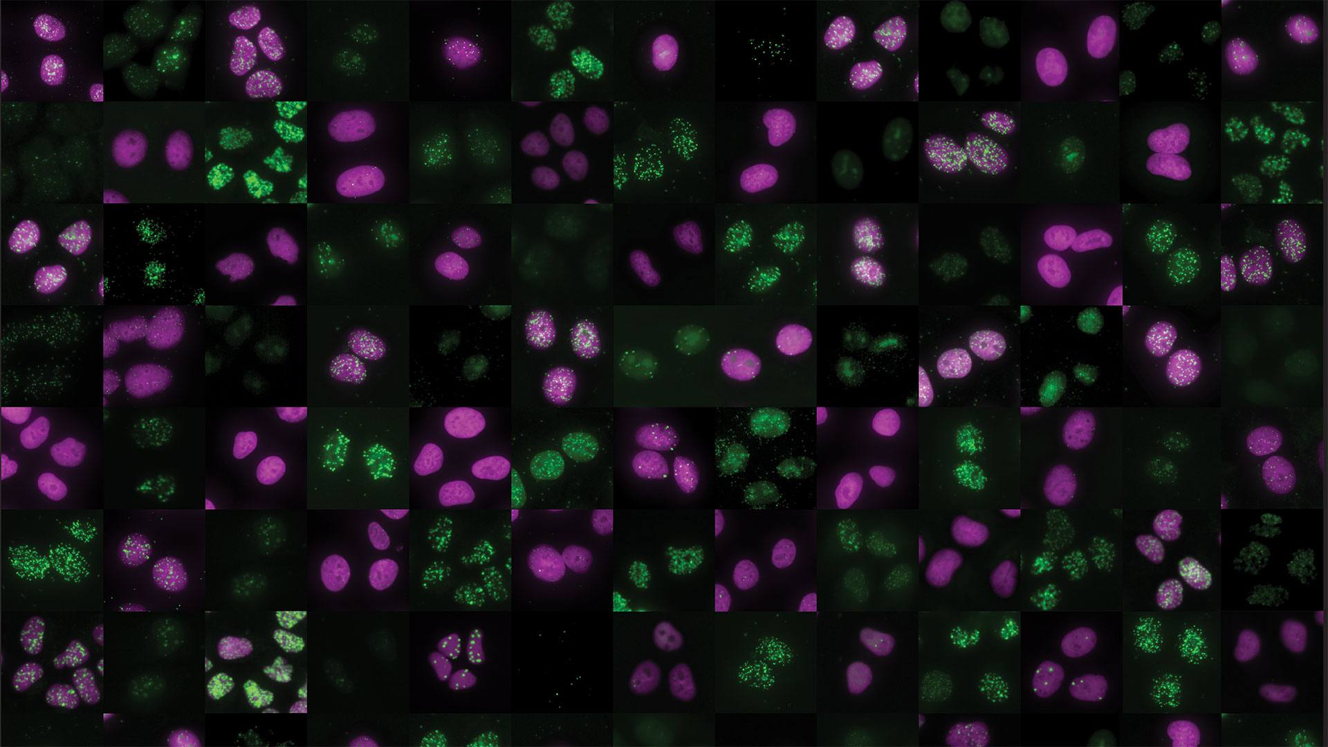 Mayo Clinic researchers discover ‘traffic controller’ protein that protects DNA, and may help kill cancer cells featured image