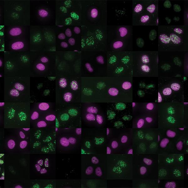 Mayo Clinic researchers discover ‘traffic controller’ protein that protects DNA, and may help kill cancer cells featured image